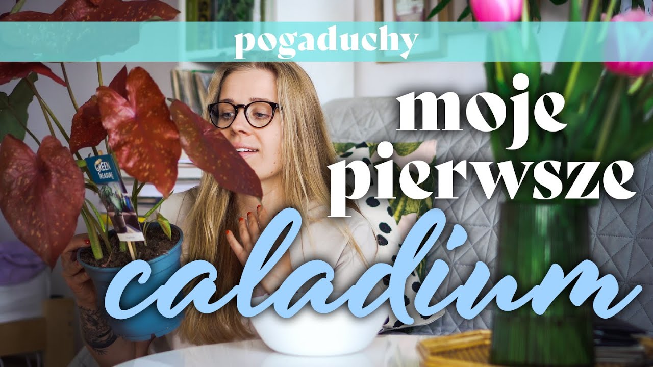 🧅 Moje pierwsze caladium! Szybko przesadzam 🍎