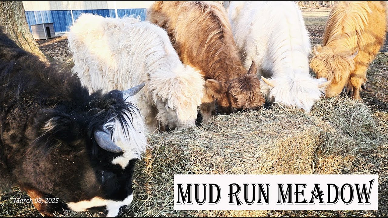 Mini Cow Spa Day | Hobby Farm Heaven @MudRunMeadow | Mini Highland Cows & Chickens