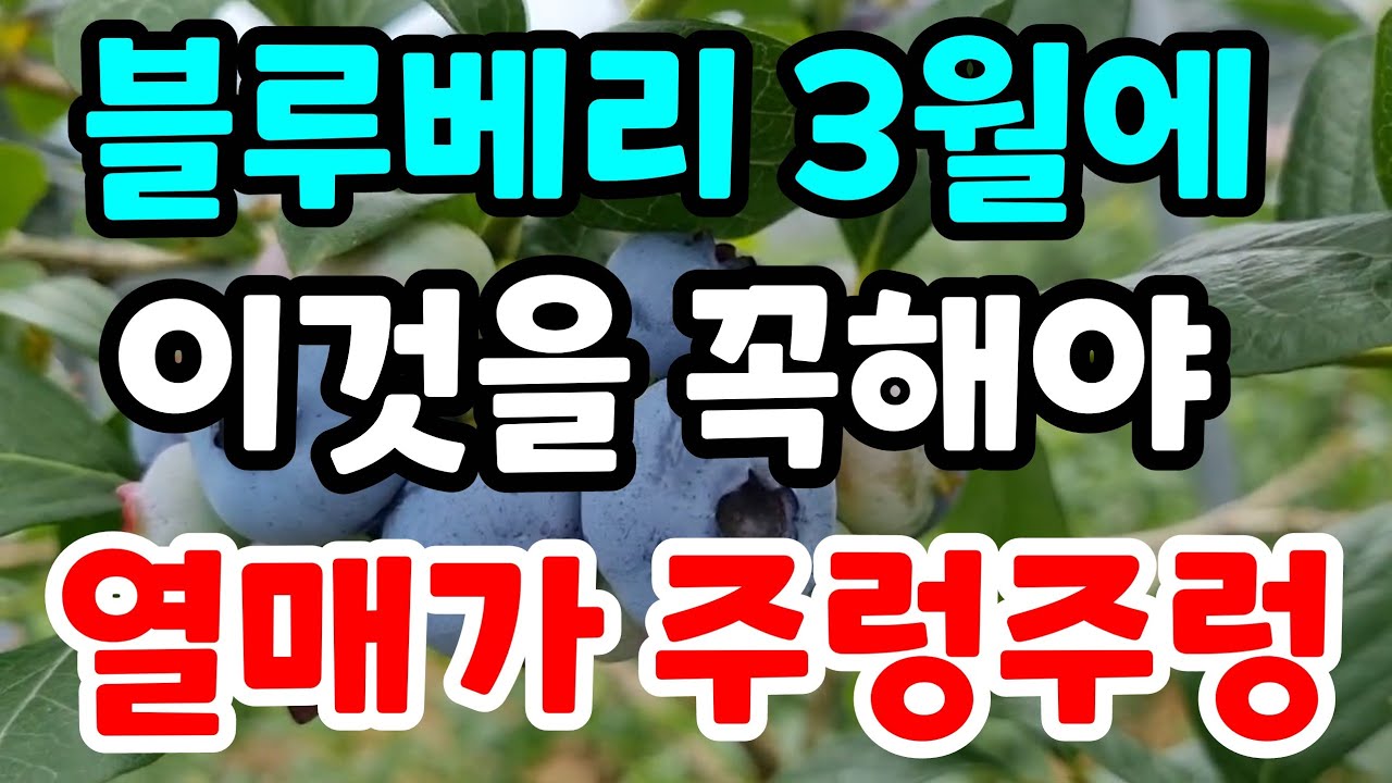 대왕 블루베리 수확량2배 올리려면 이것 꼭 지켜야  목표달성 블루베리농장 실폐없이 성공하는비결 블루베리나무가지치기 전정 #블루베리묘목만드는법#블루베리삽목#블루베리키우기#블루베리냉해