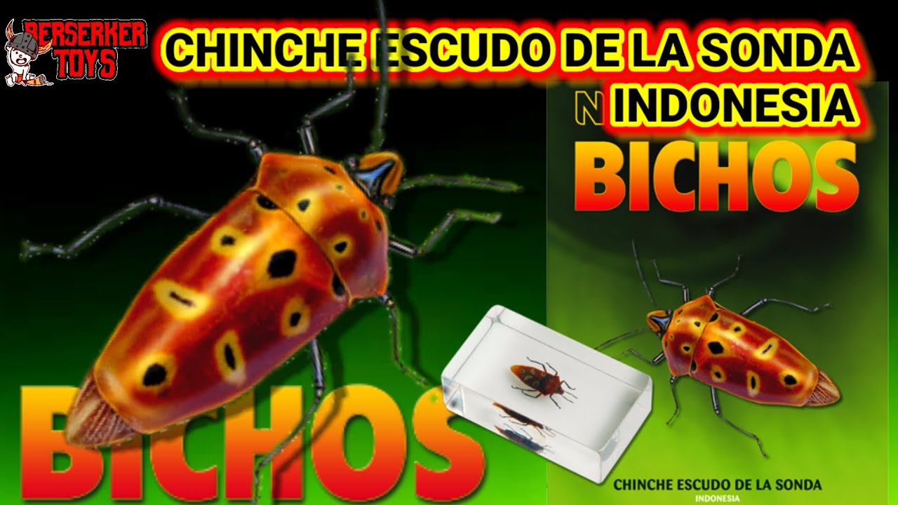 CHINCHE ESCUDO DE LA SONDA - INDONESIA - BICHOS RBA COLECCIÓN DE INSECTOS Y ARÁCNIDOS FASCÍCULO #45