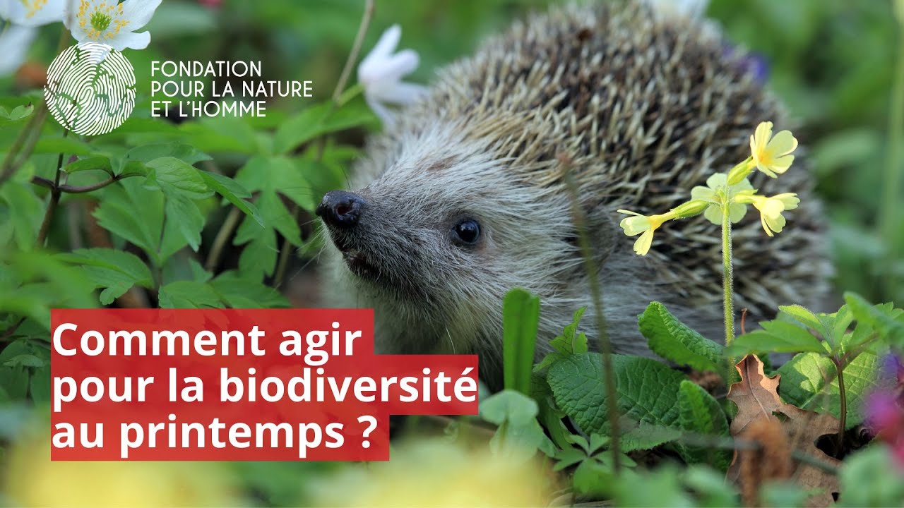 Aider la biodiversité au printemps : astuces simples pour agir chez soi