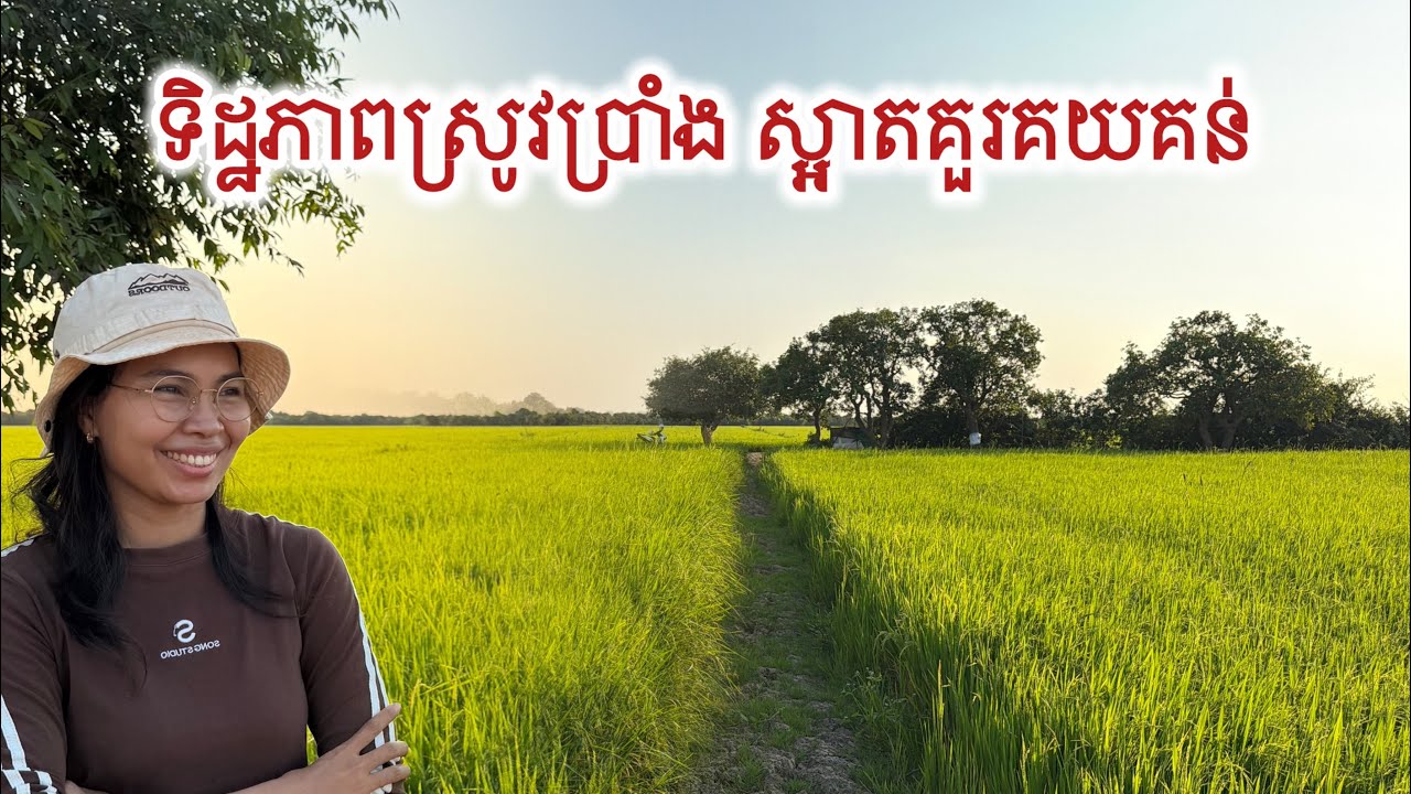ស្រូវ​ប្រាំង​បឹង​ទន្លេសាប​ល្អ​ណាស់​ ទេសភាព​ស្រស់​ស្អាត​ | Beautiful Rice Field at Tonle Sap 