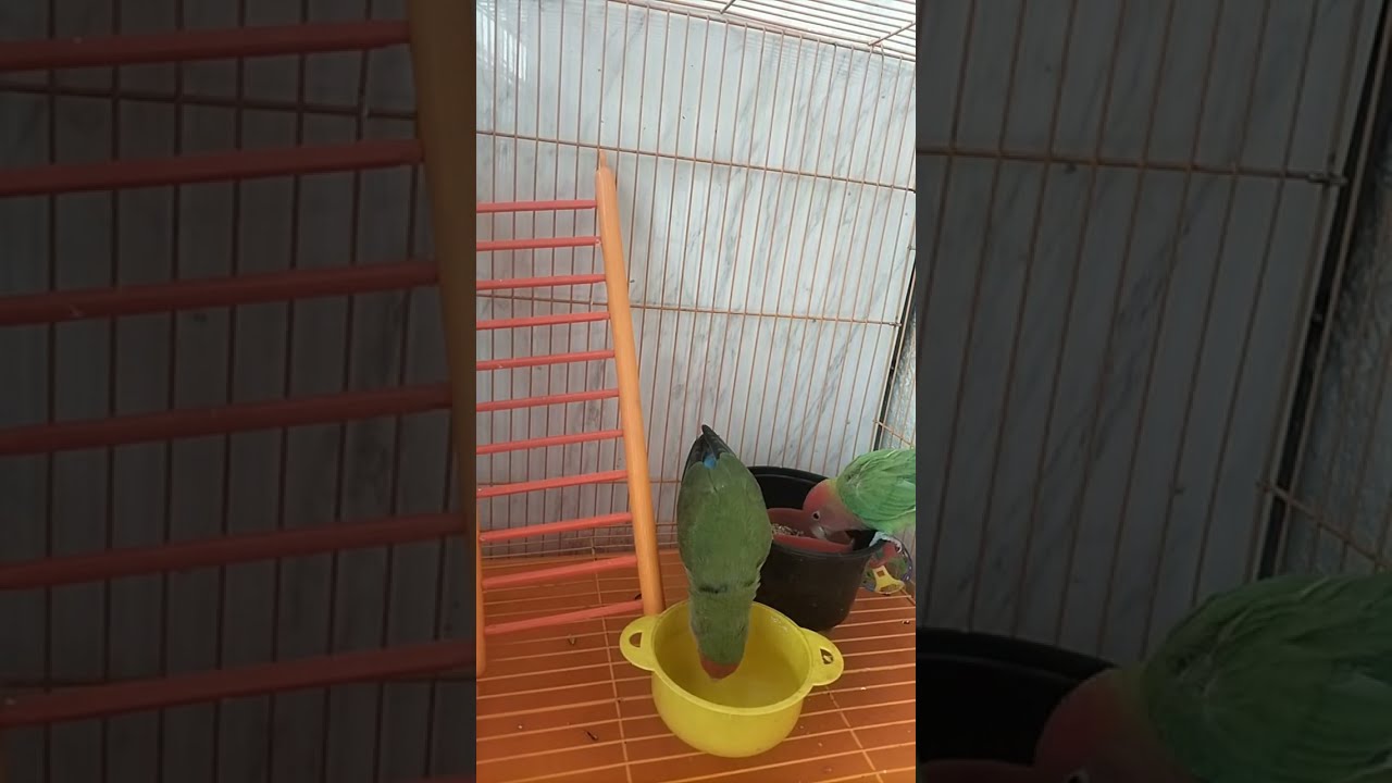 African Love Birds🐥 is live!