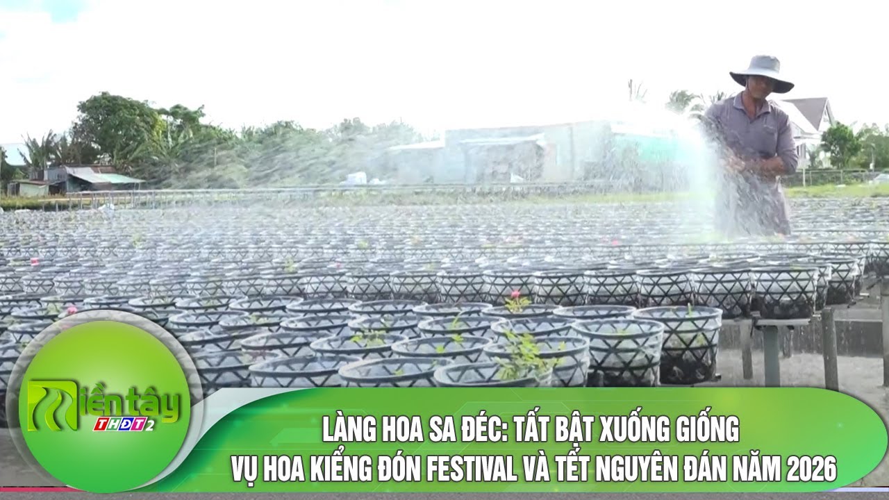 Làng hoa Sa Đéc: Tất bật xuống giống vụ hoa kiểng đón Festival và Tết Nguyên đán năm 2026