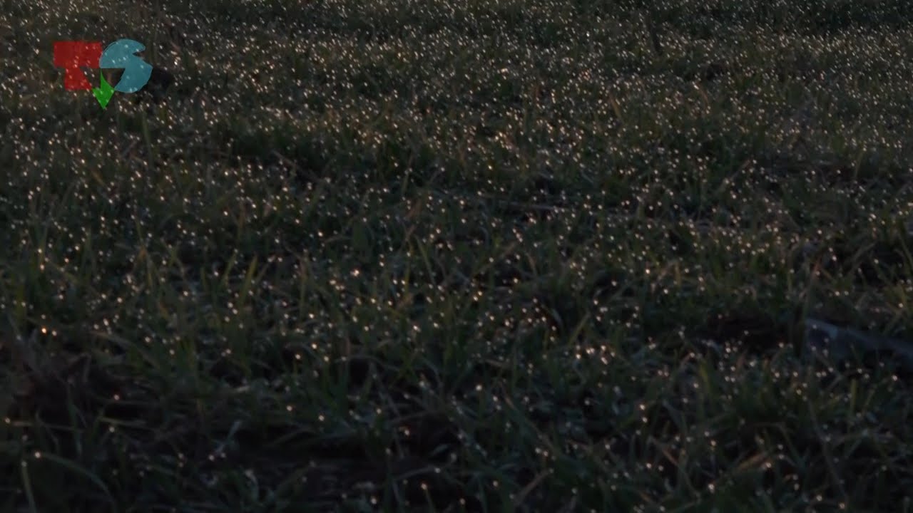 Dokumentarni film: Hajdina