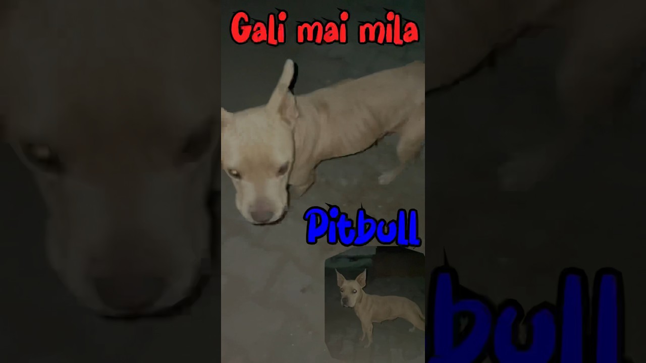 Gali mai mila ek pitbull |vlog| 