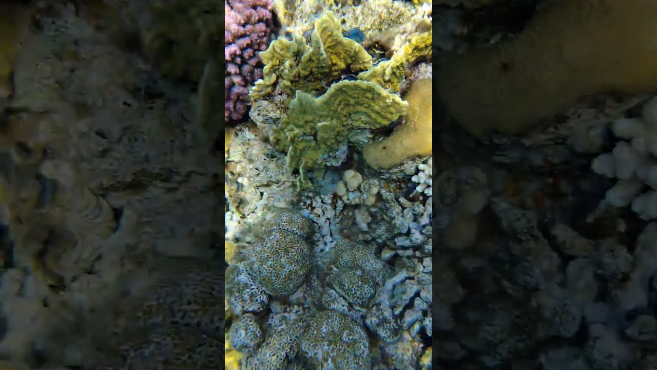 Красное море, Египет #египет #красноеморе #шармэльшейх 