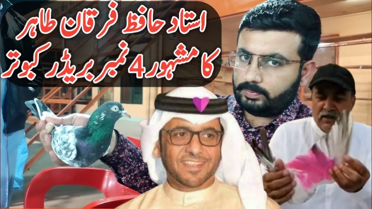 Ustad Hafiz Furqan Tahir | Famous Breeder Pigeon | 4 Number kabooter | Breeding Pigeons Part 2 Vs 1