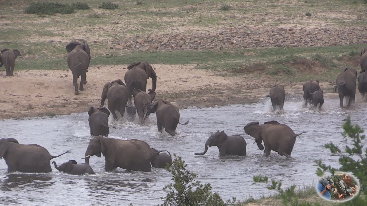 Elephants Of The Crocodile River