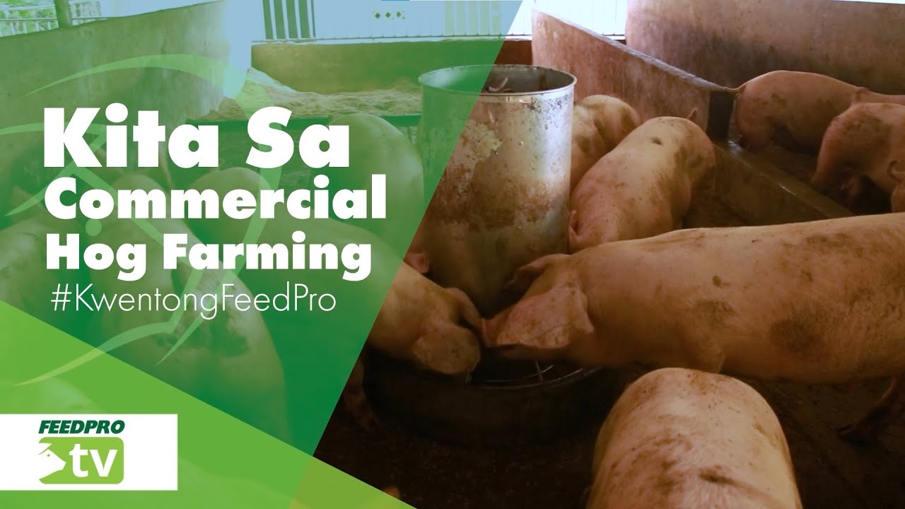 Kita sa Commercial Hog Farming
