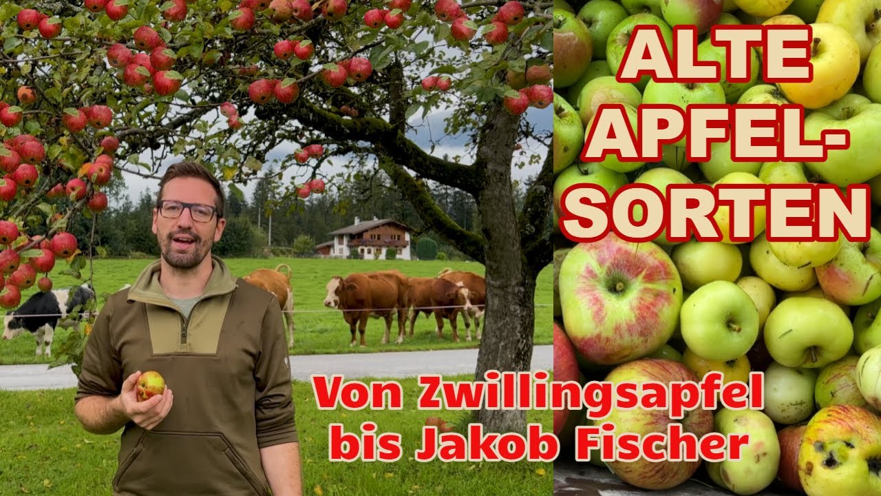 Alte Apfelsorten f&uuml;r Streuobstwiesen: Zwillingsapfel, Jakob Fischer, Kronprinz Rudolf #apfelsorten