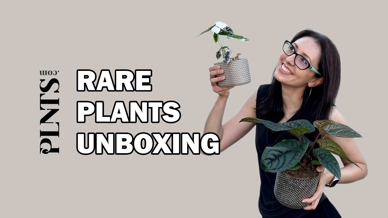 PLNTS.com - plants unboxing | review rare plants | aroids
