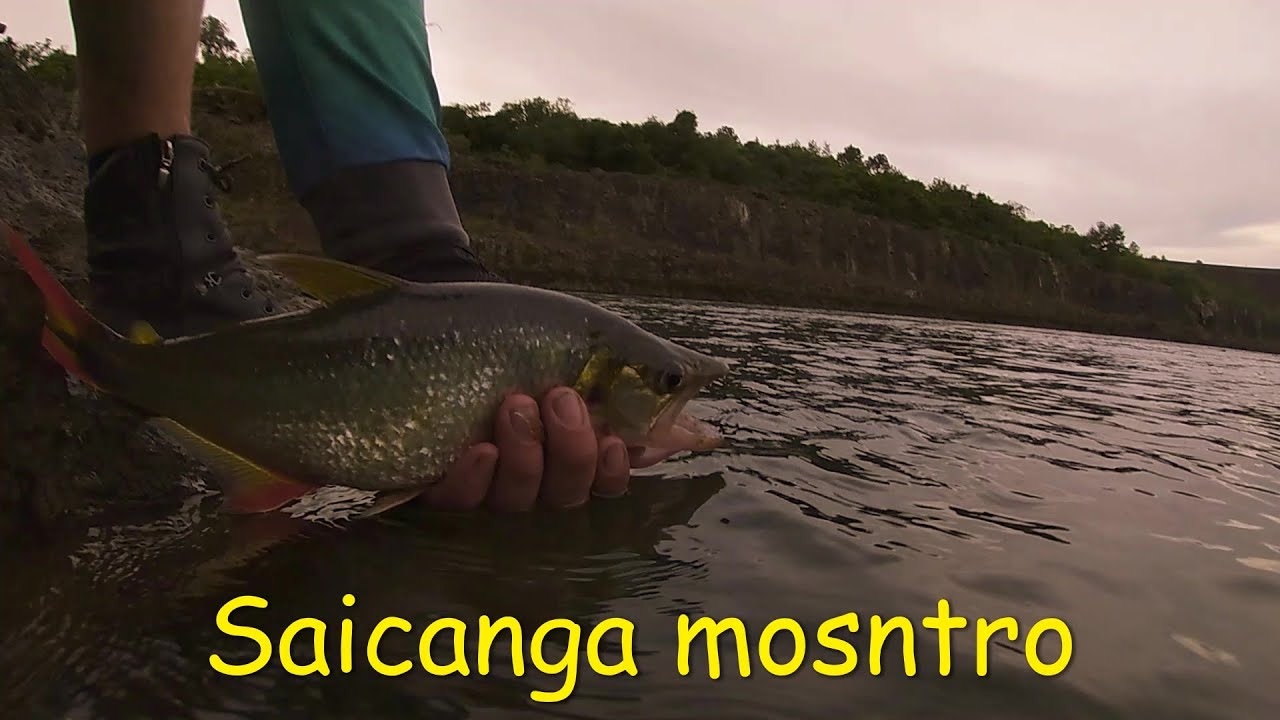 Saicanga Gigante na pescaria #RioIguaçu