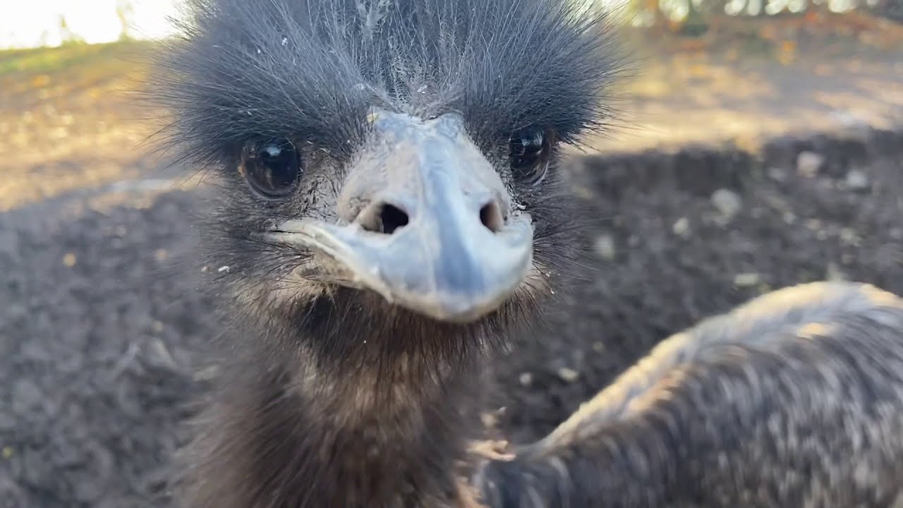 Jak od jara vyrostla mláďata emu hnědého? (Miroslav Bobek)
