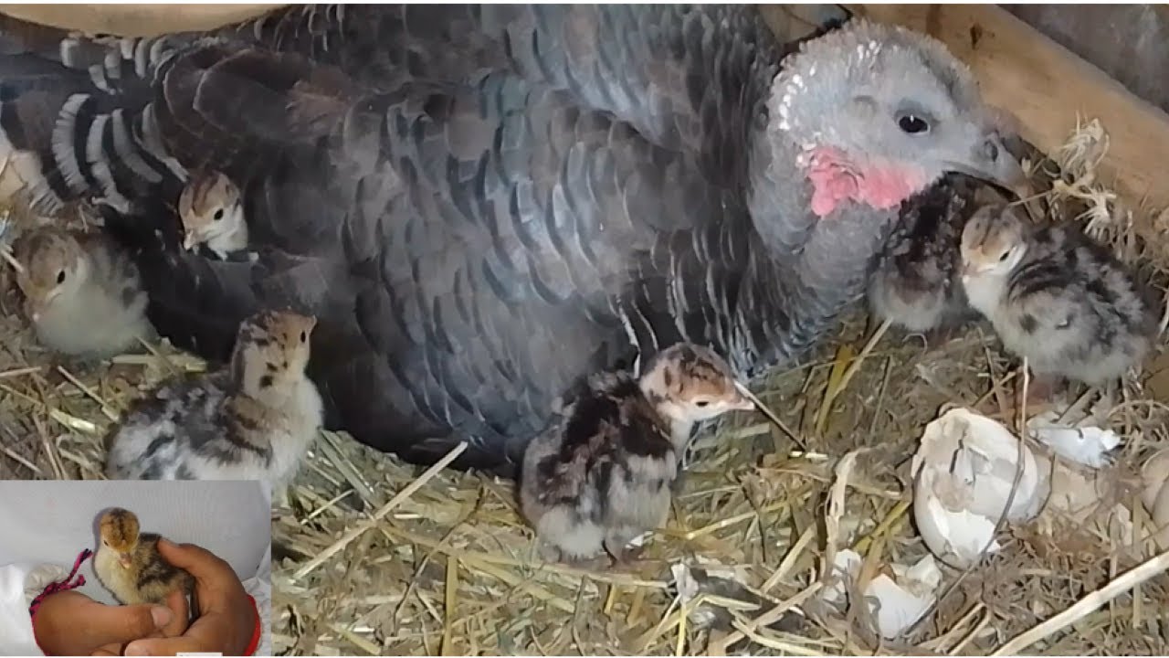 AYUDANDO A NACER A LOS GUAJOLOTES O PAVITOS