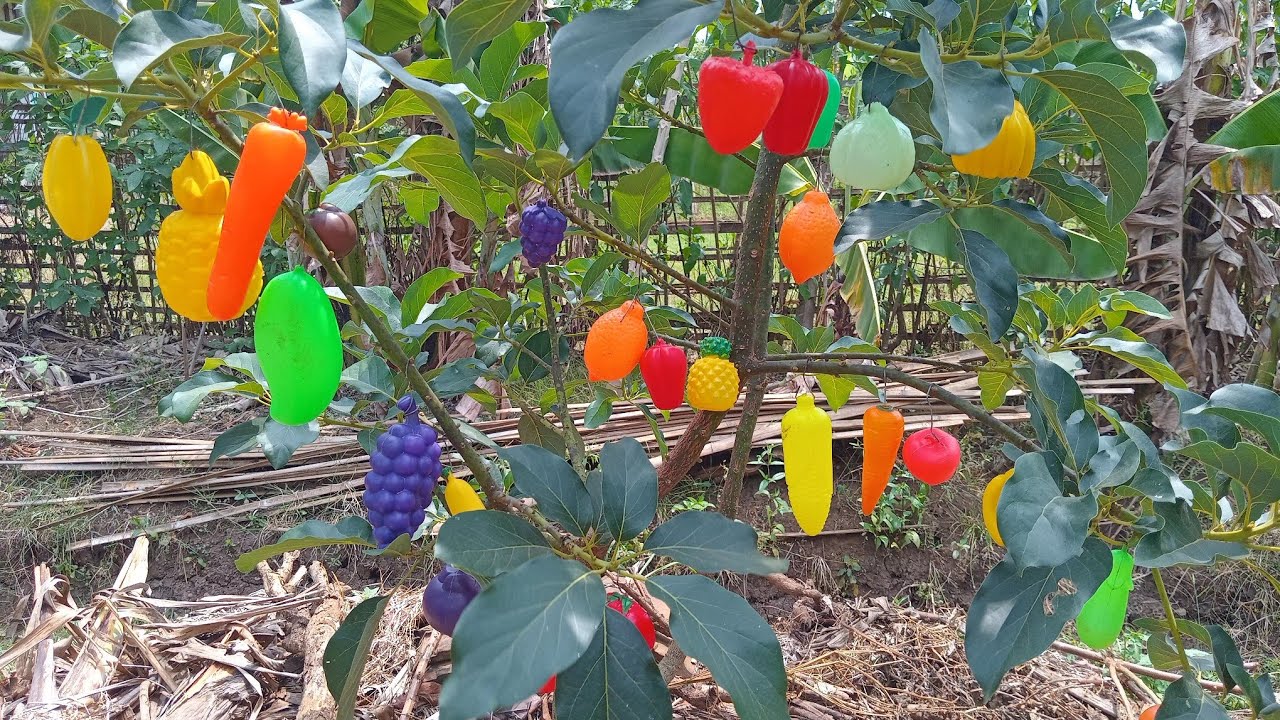ada buah ciplukan saat memetik buah buahan segar anggur🍇mangga🥭 wortel🥕 pisang🍌 jeruk🍊