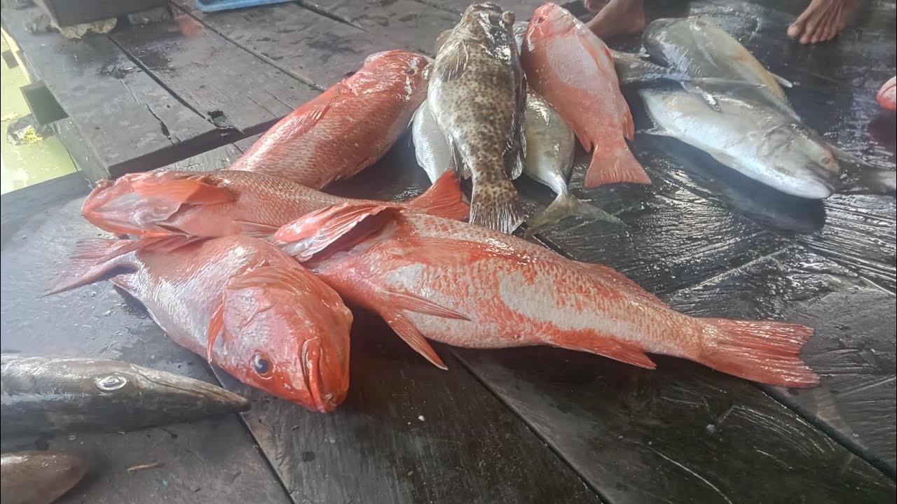 Sekawanan Ikan Kakap merah 🔥 