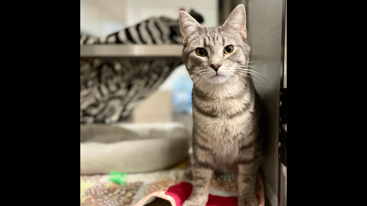 Lane - Adoptable Cat at Brown County Humane Society