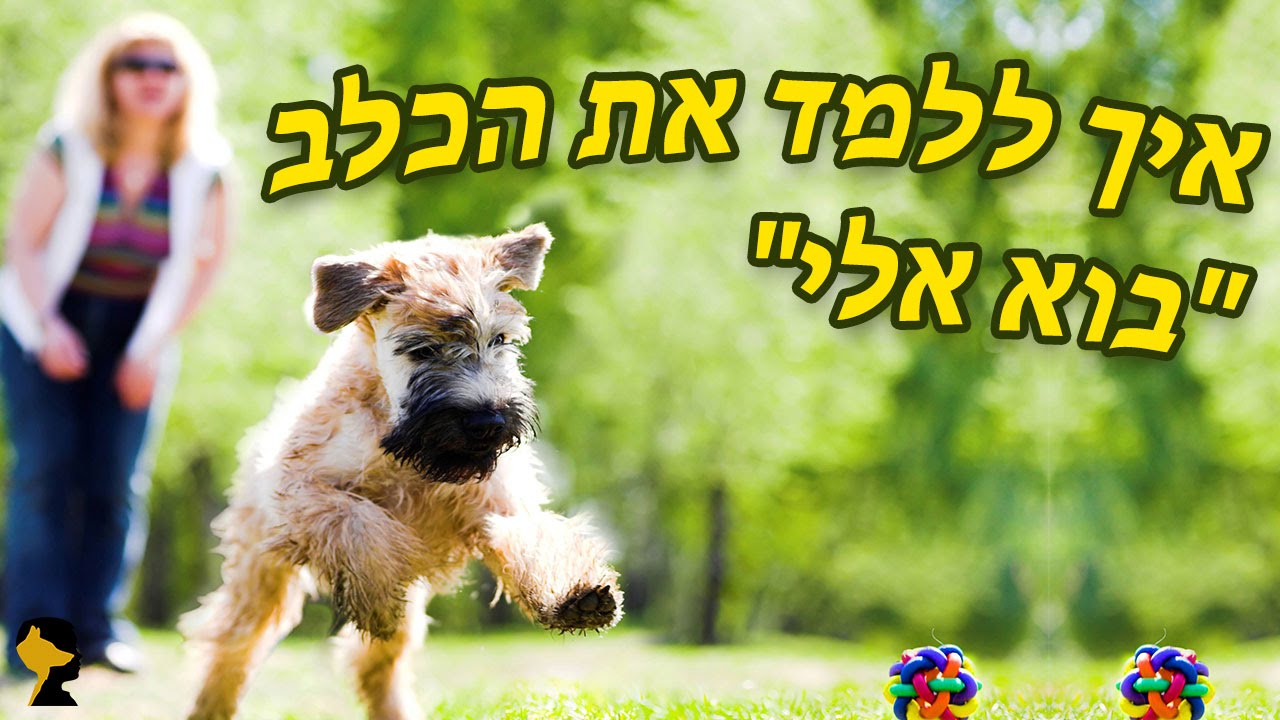 אילוף כלבים | איך ללמד כלב לבוא אלי | איך לאלף כלב לבוא אליך | אילוף גור | טל שלוש מאלף כלבים בכיר