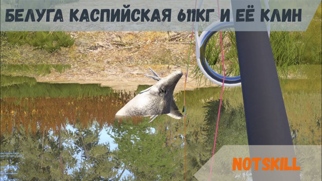 Белуга каспийская 611.769кг и её клин