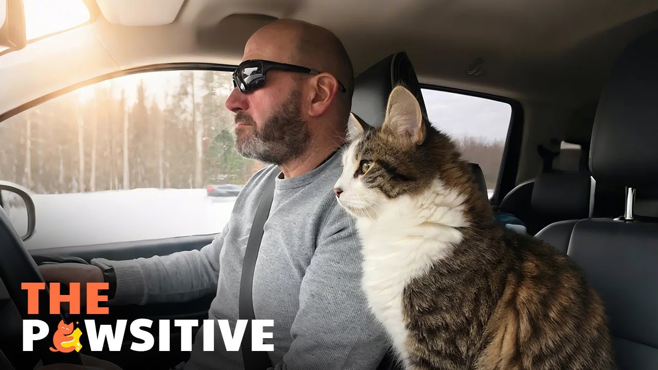 This Cat Changed Dad&rsquo;s Heart Forever 🐈💘 | The Pawsitive