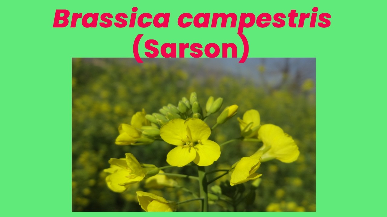 Brassica campestris (Field Mustard) | Fodder Crop, Flowers & Fruits | Haripur, Pakistan