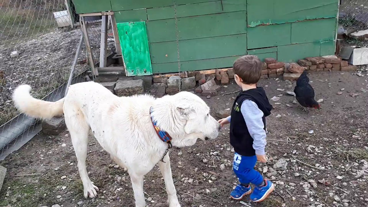 Fazlı can 'ın dev akbaş yavrusu polar