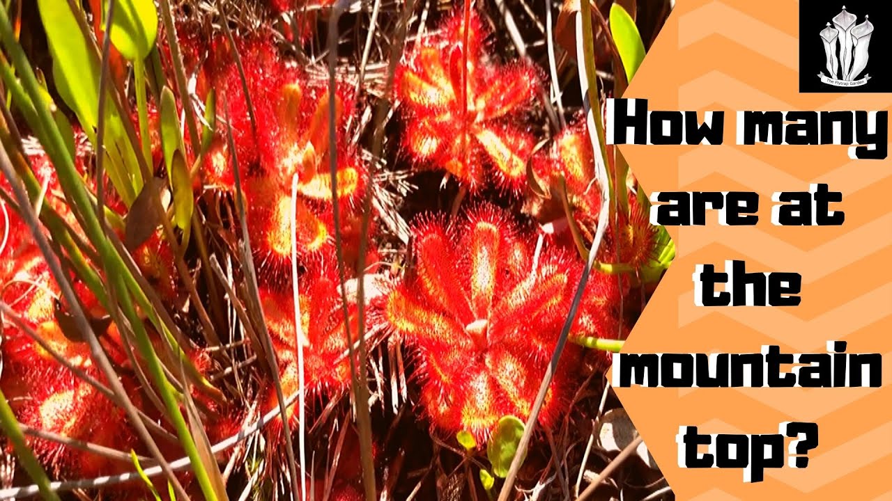 Finding Drosera Capensis on Table Mountain