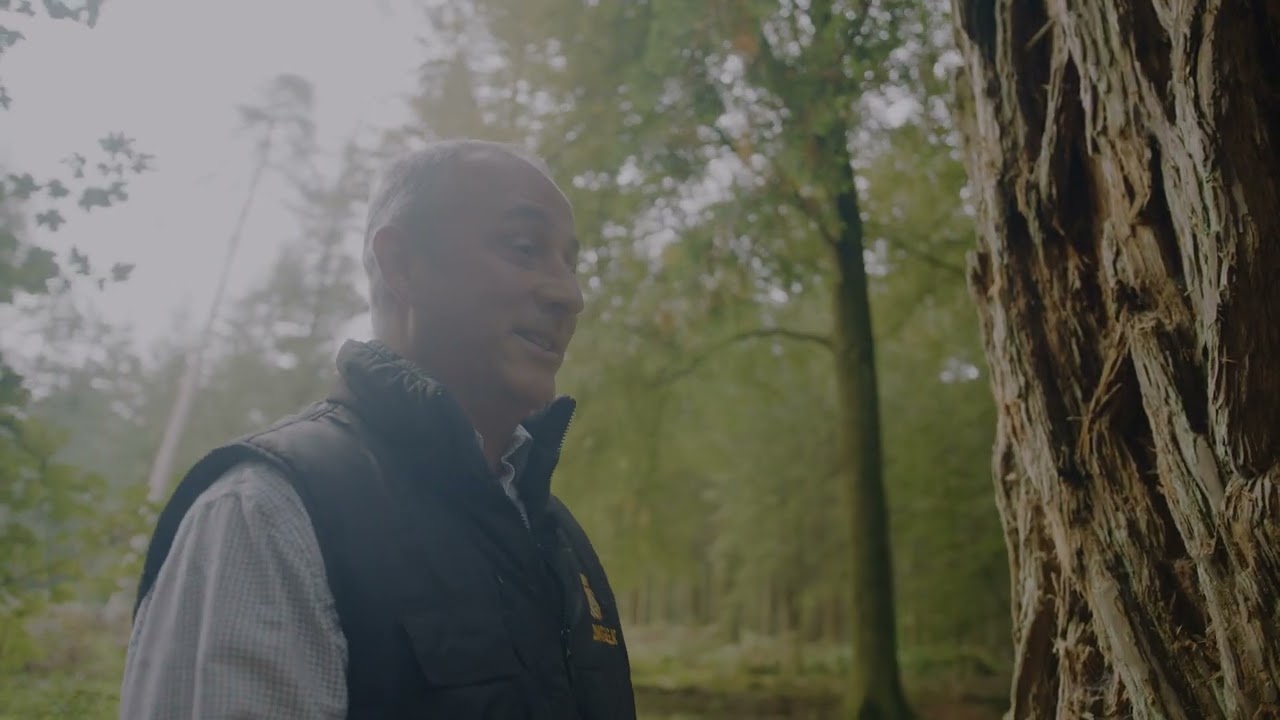 The Tallest Tree in Longleat Forest (and the UK)