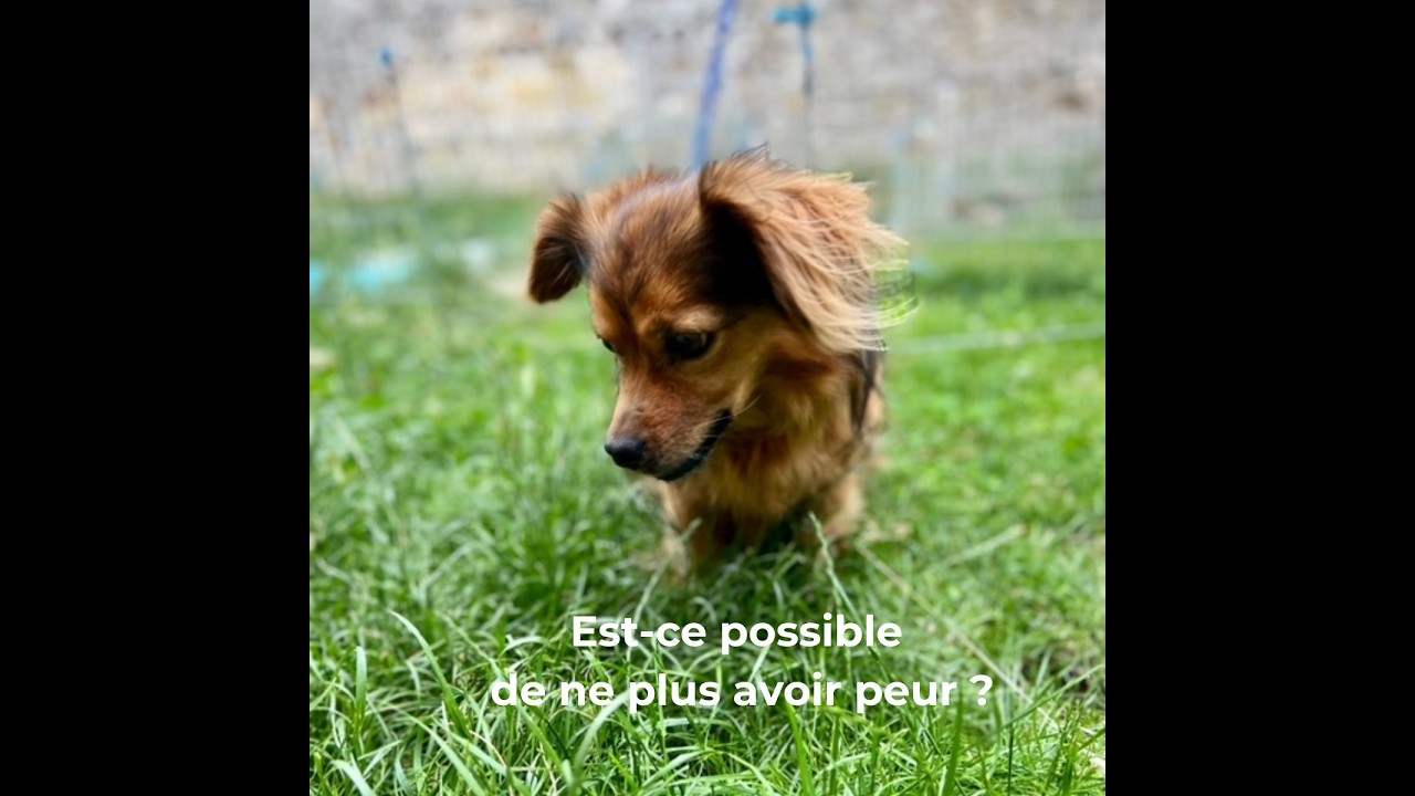 Est-ce possible de ne plus avoir peur ?