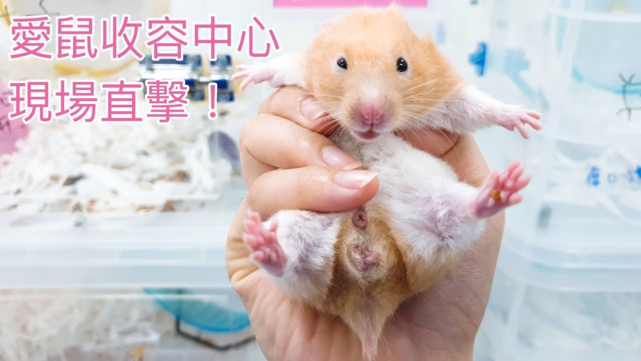 (1080601)直擊愛鼠協會收容中心超萌黃金鼠！