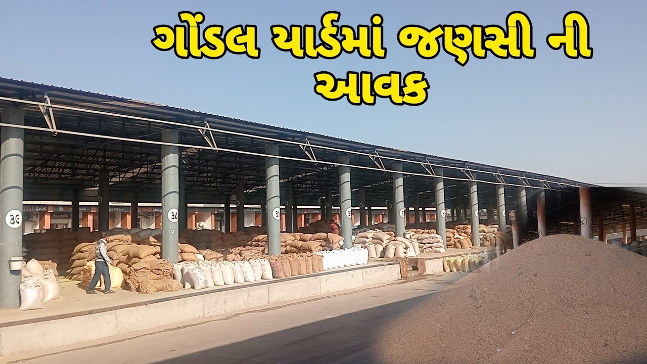 ગોંડલ યાર્ડમાં જણસી ની આવક||ઘ‌ઉ જીરું ધાણા ચણા ની વધુ આવક||APMC market Gondal||@Vanabhai.Chauhan 