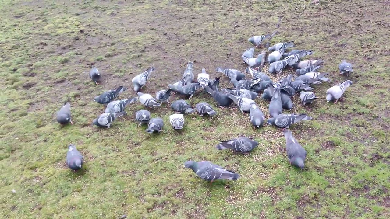 Did I get all the pigeons back?!