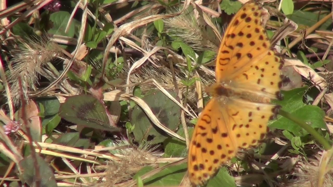 Indian Fritillary ツマグロヒョウモン つがう
