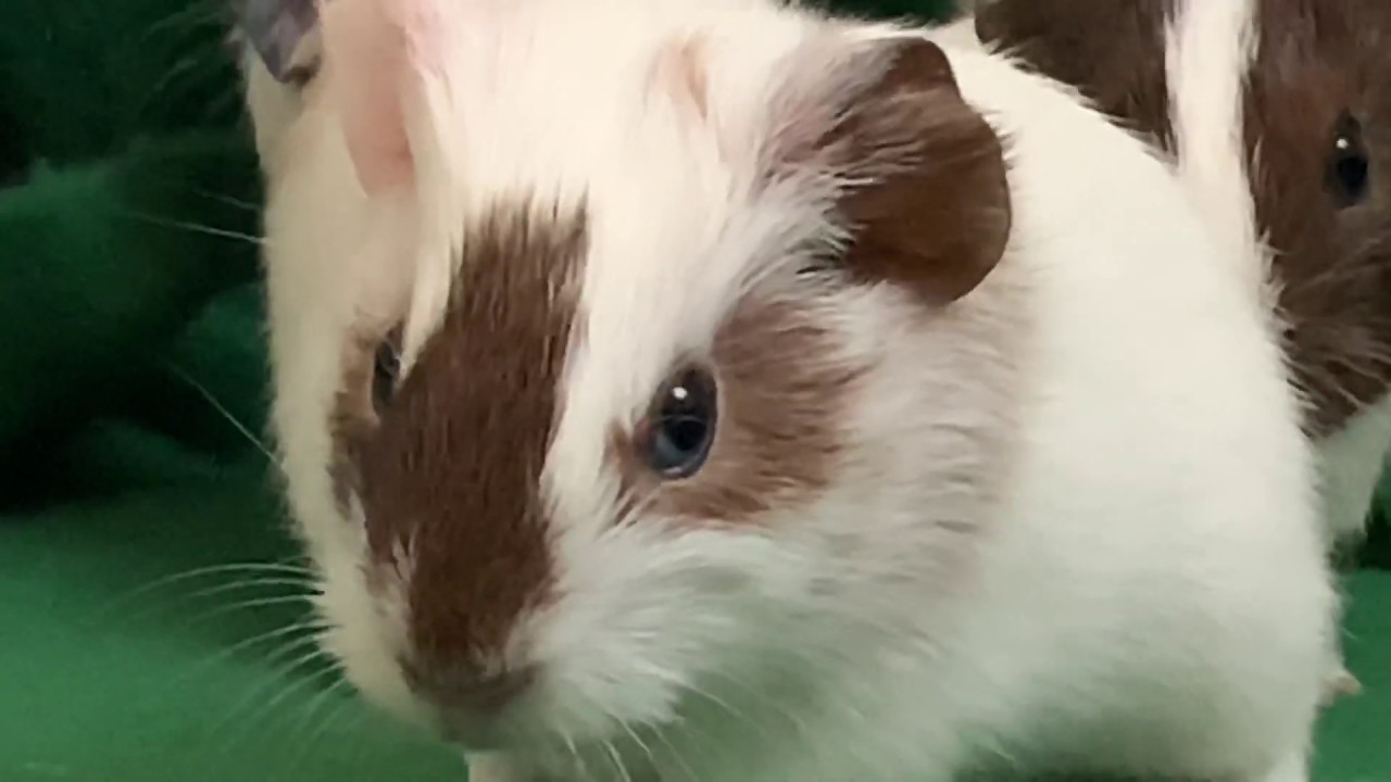 Chip Is The Grumpiest Guinea Pig In The World
