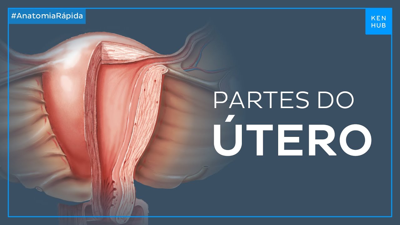 Partes do útero - Anatomia Fácil | Kenhub