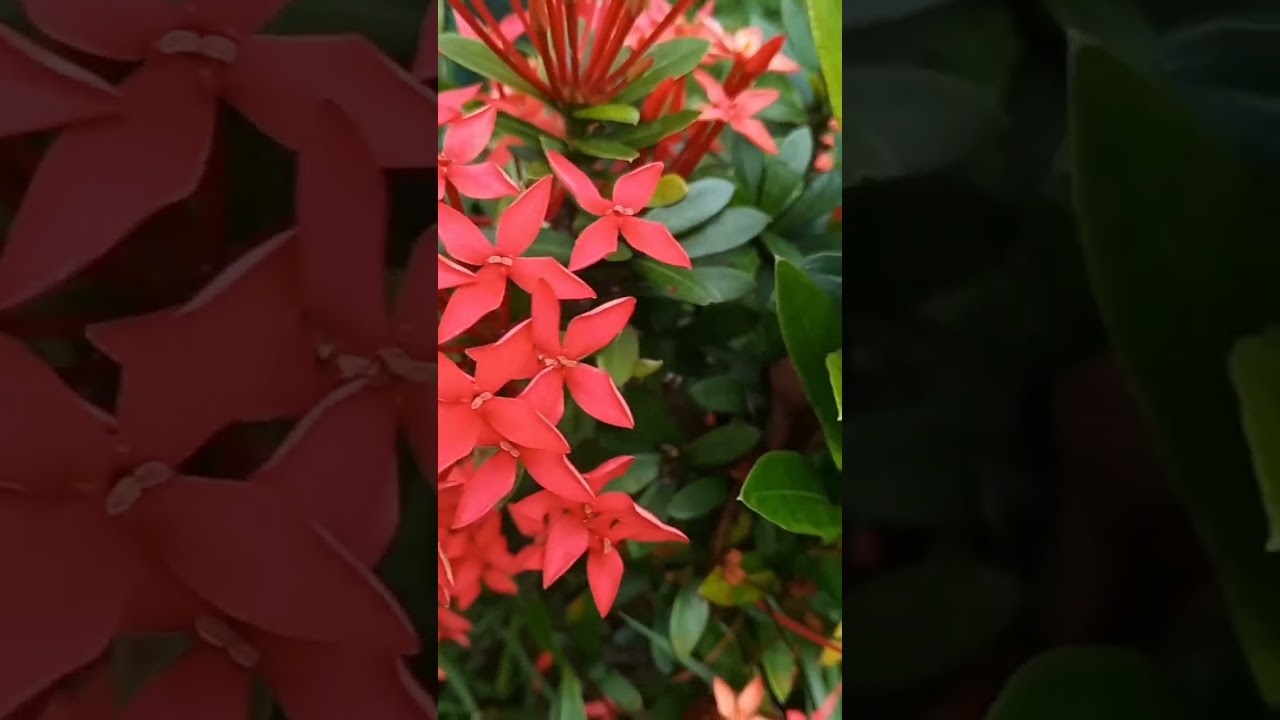 Linda Ixora Vermelha #shorts #ixora #ixoraplant #jardinagem #brazil #paisagismo #quintal