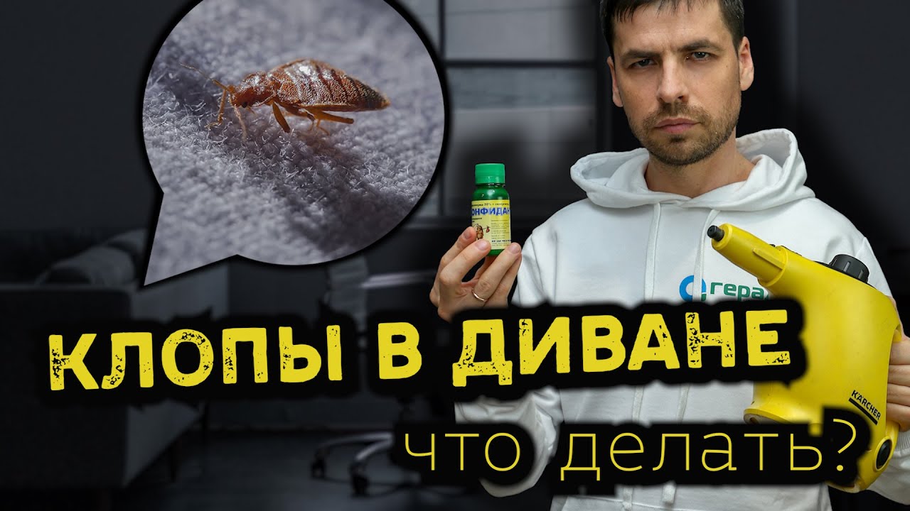 КАК ИЗБАВИТЬСЯ ОТ КЛОПОВ В ДИВАНЕ