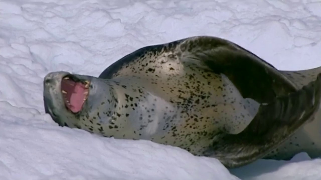 Marine mammals - Sea leopard, 海洋哺乳類-海ヒョウ (Subtitles 字幕日本語)