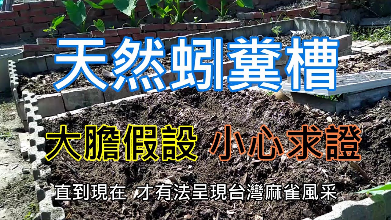 [我的友善自然農法]08_5  模擬蚓糞出現的位置 收集蚓糞 /前院採用友善自然農法後 出現大量蚓糞 只是蚓糞是在溝槽裡 / 進行實驗模擬 收集蚓糞/後期蚓糞數量更為誇張 直接請蚯蚓施肥更省事...