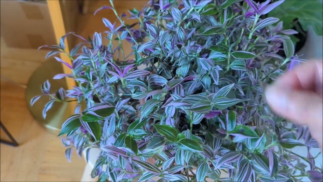 Removing Dead Leaves With Me!