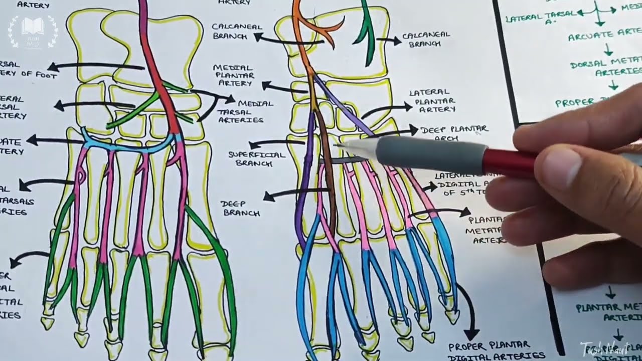 Arteries of Foot - Easy notes and explanation in Hindi #anatomy #arteries #footbloodsuppy
