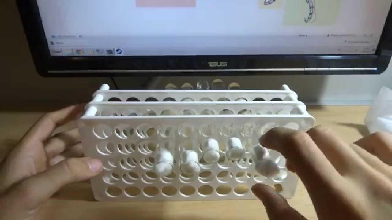 Test Tüpü Nasıl hazırlanır? Test Tube Setup - Ants