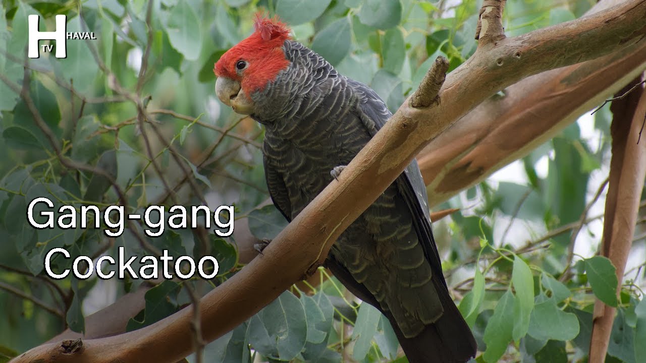 Gang gang Cockatoo Bird Sounds