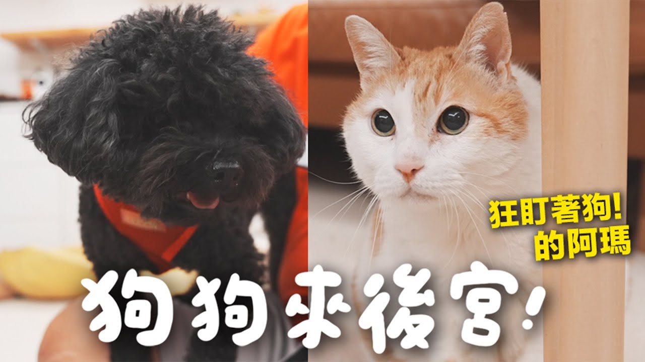 【黃阿瑪的後宮生活】狗狗來後宮！阿瑪狂盯著狗！