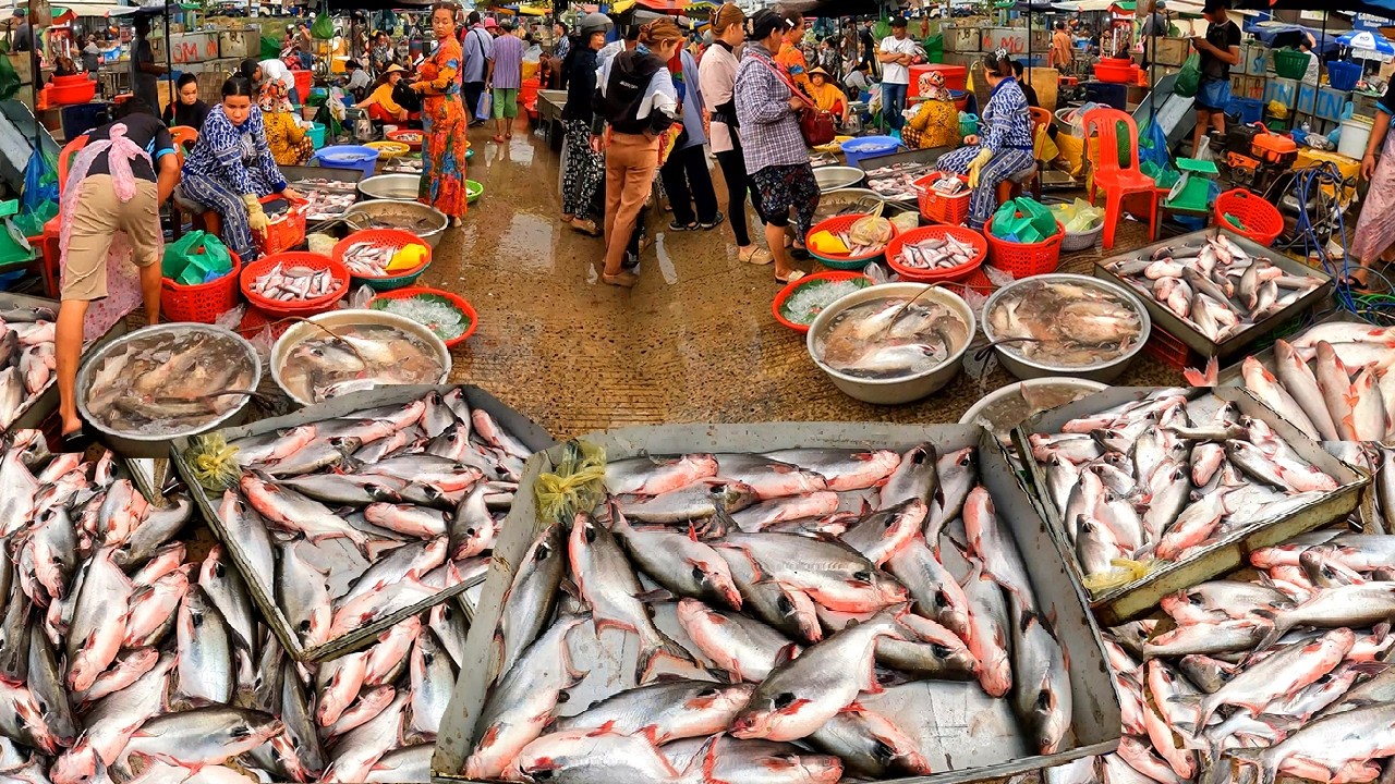 Big Fish Healthy. Cambodia Freshwater Fish Market, Wet Market, Distribution Freshwater Fish Market