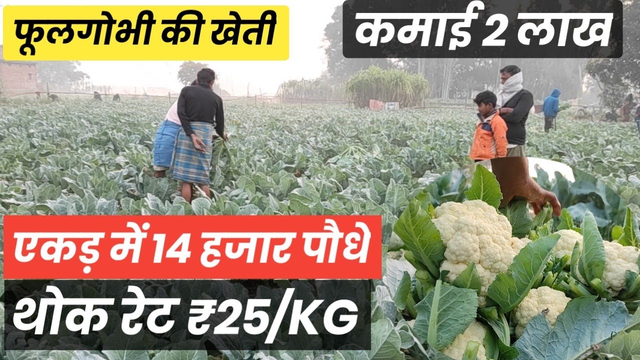 #फूलगोभी की खेती में अब की बार 1 एकड़ में 3 महीने में 200000 मुनाफा phool gobhi ki kheti