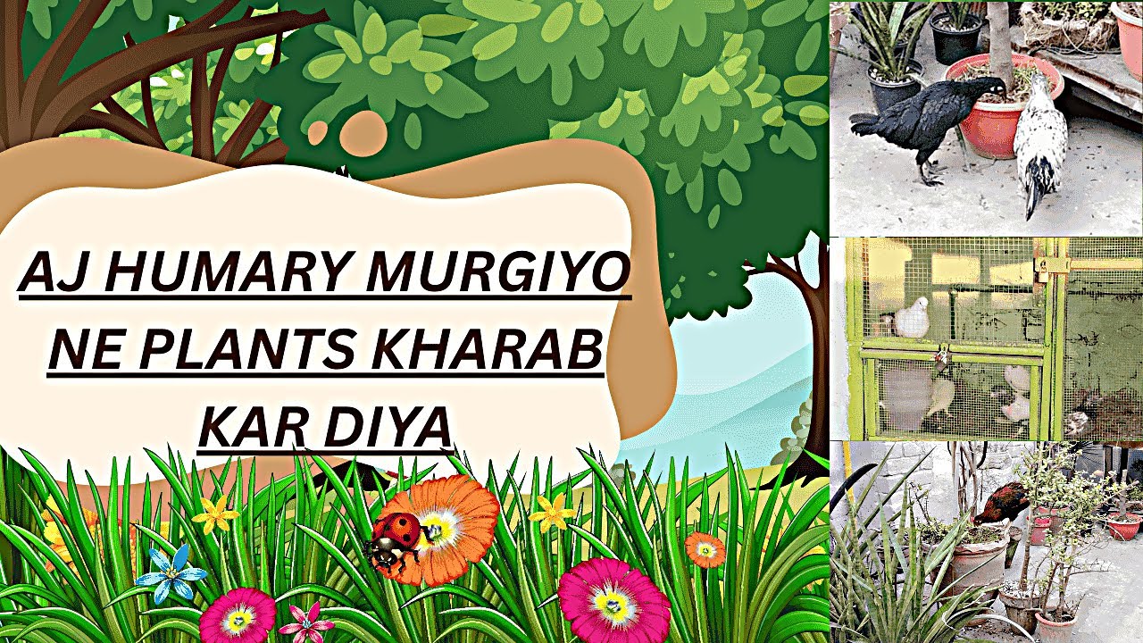 Aj humary murgiyo ne plants kharab kar diya