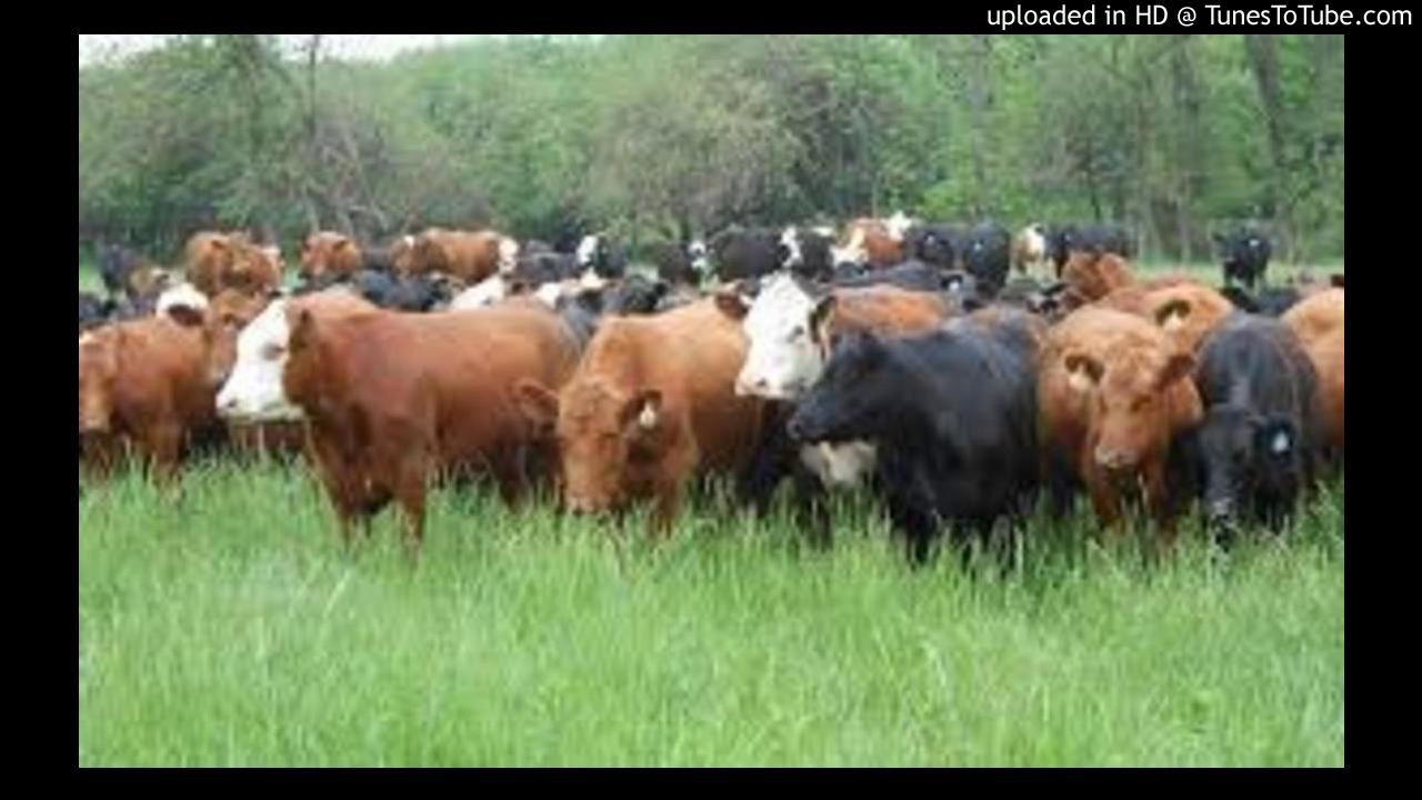Amasela athathe inkomo zami (Ndebele Song)