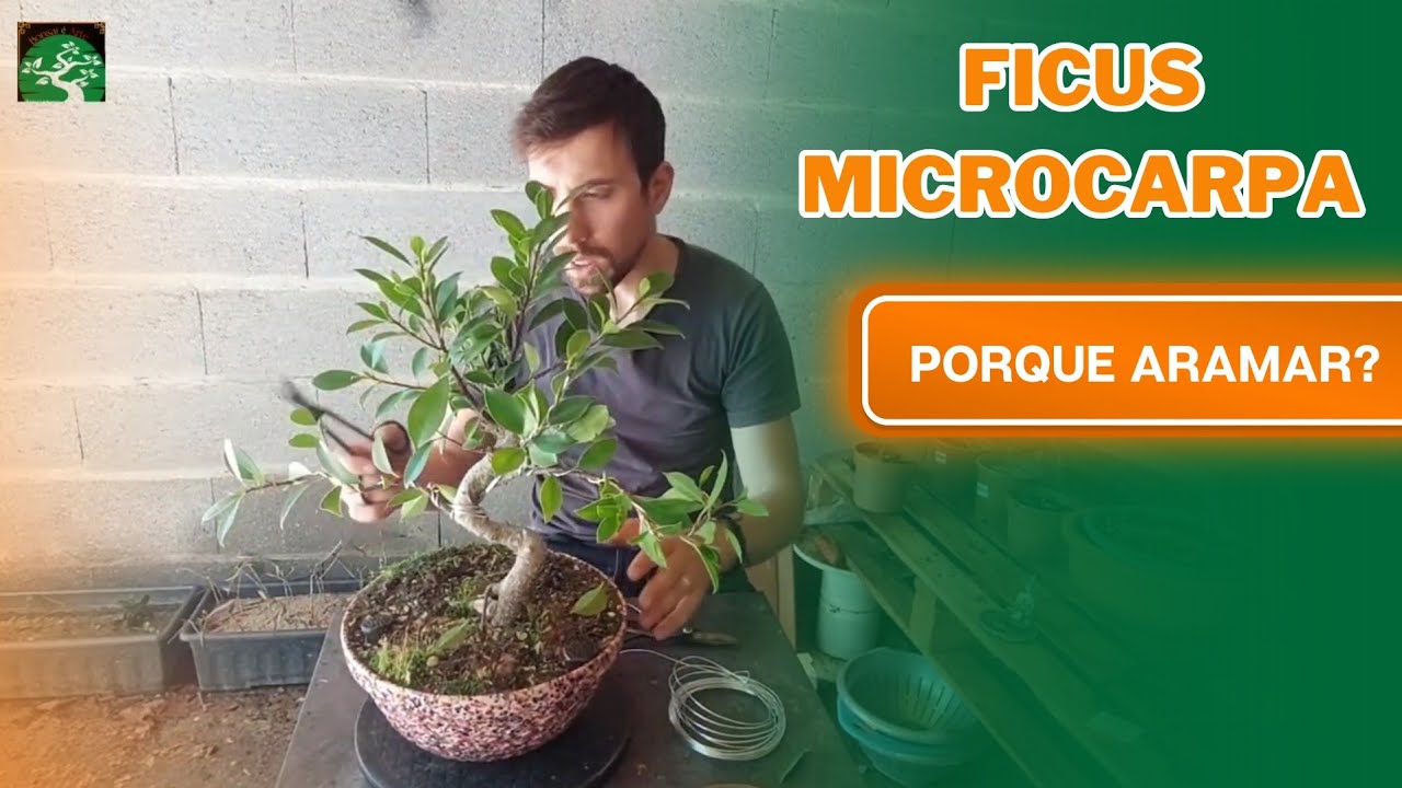 COMO ARAMAR BONSAI FICUS [ PASSO a PASSO - INICIANTES]